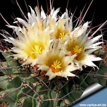 10405 cactus-art Cactus Art