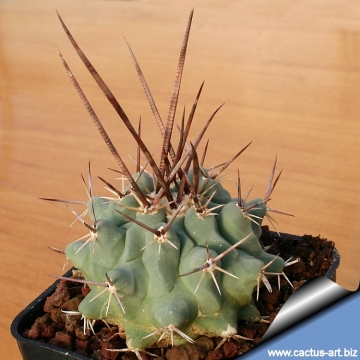 10406 cactus-art Cactus Art