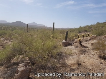 29956 RapCactus Raimondo Paladini