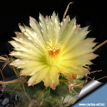 1215 cactus-art Cactus Art
