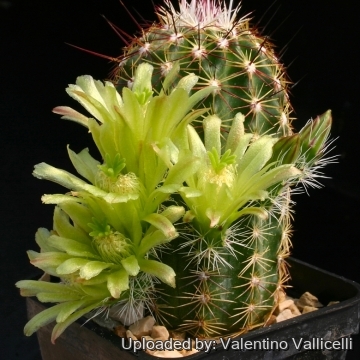 14090 valentino Valentino Vallicelli