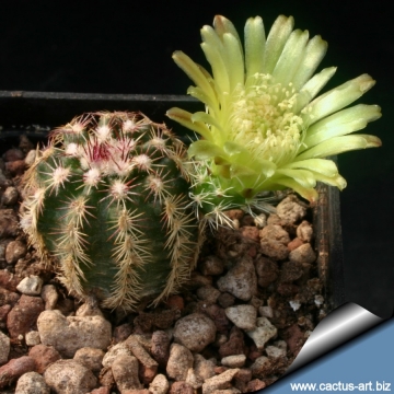 14092 cactus-art Cactus Art