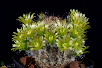 29499 cpif Peiffer Clement