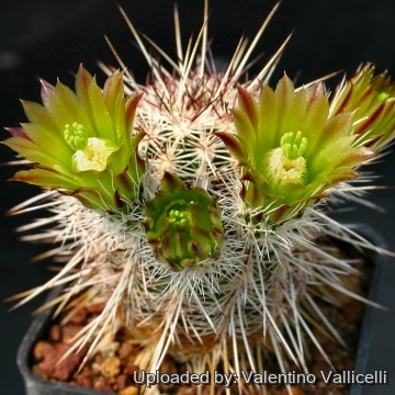 3771 valentino Valentino Vallicelli