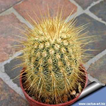 1277 cactus-art Cactus Art