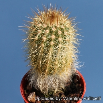 8927 valentino Valentino Vallicelli