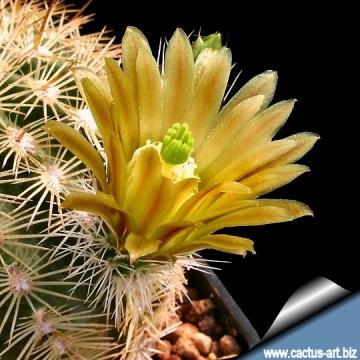 14370 cactus-art Cactus Art