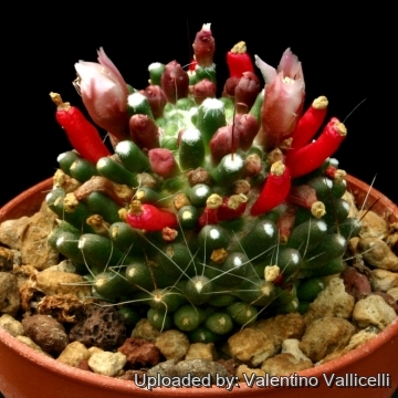 12065 valentino Valentino Vallicelli