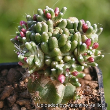 12068 valentino Valentino Vallicelli