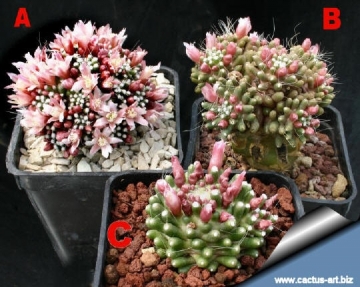 12070 cactus-art Cactus Art