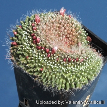 15797 valentino Valentino Vallicelli