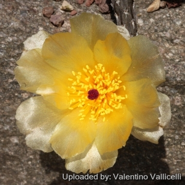 16273 valentino Valentino Vallicelli