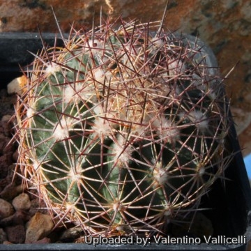 1618 valentino Valentino Vallicelli