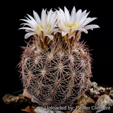 30723 cpif Peiffer Clement