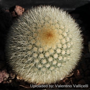 1777 valentino Valentino Vallicelli