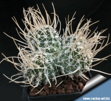 10168 cactus-art Cactus Art