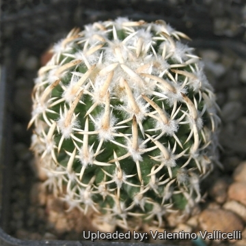 10174 valentino Valentino Vallicelli