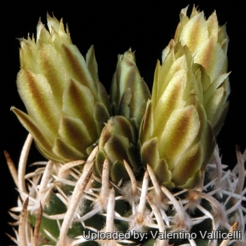 10175 valentino Valentino Vallicelli