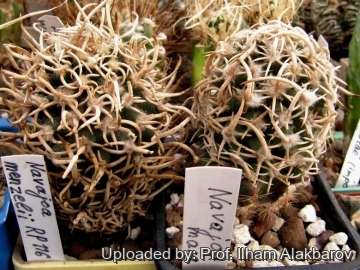 26125 Ilham Prof. Ilham Alakbarov