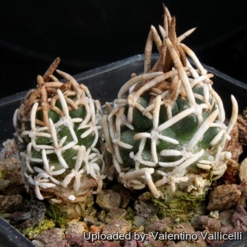 1810 valentino Valentino Vallicelli