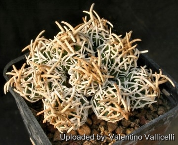 1812 valentino Valentino Vallicelli