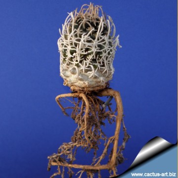 1814 cactus-art Cactus Art