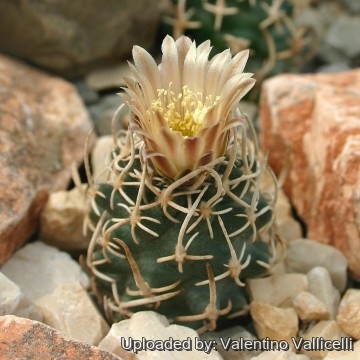 1807 valentino Valentino Vallicelli