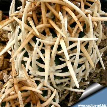 1816 cactus-art Cactus Art