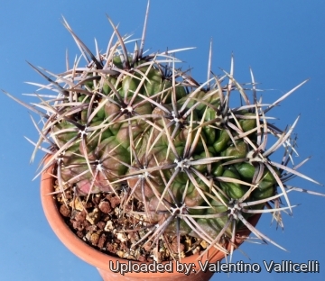 5128 valentino Valentino Vallicelli