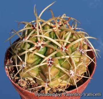 4716 valentino Valentino Vallicelli