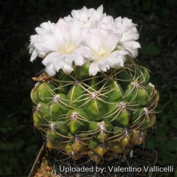 16071 valentino Valentino Vallicelli