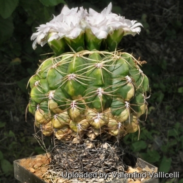 16072 valentino Valentino Vallicelli