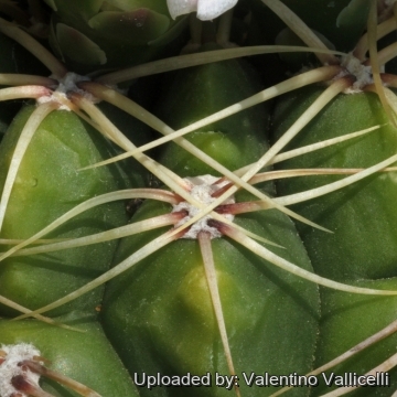 16070 valentino Valentino Vallicelli