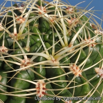 8794 valentino Valentino Vallicelli