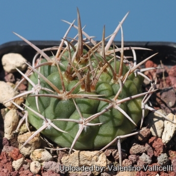 17983 valentino Valentino Vallicelli