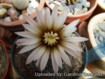 23376 carolina Carolina González