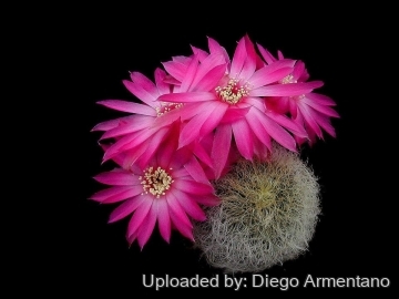 26376 diegoe Diego Armentano