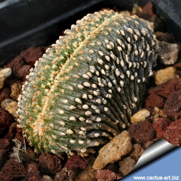 1986 cactus-art Cactus Art
