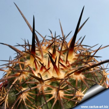 2175 cactus-art Cactus Art