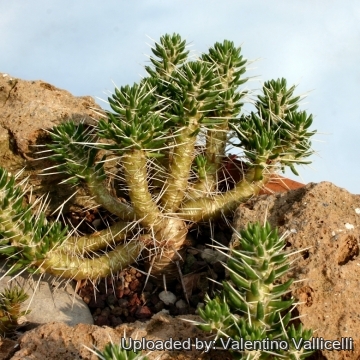 23325 valentino Valentino Vallicelli