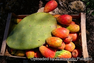 26899 RapCactus Raimondo Paladini