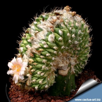 2415 cactus-art Cactus Art