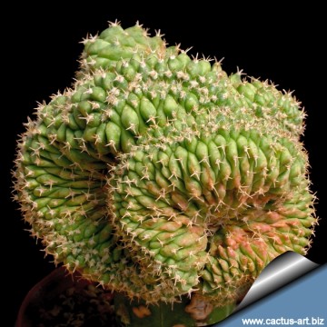 2417 cactus-art Cactus Art