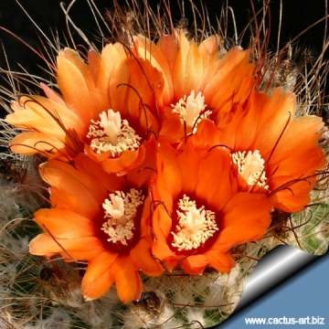 11487 cactus-art Cactus Art