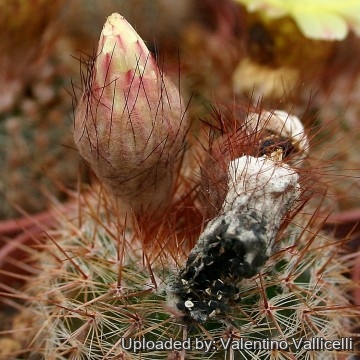 2543 valentino Valentino Vallicelli