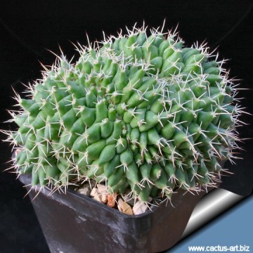 2660 cactus-art Cactus Art