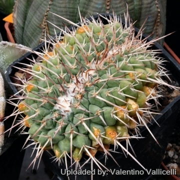 4543 valentino Valentino Vallicelli