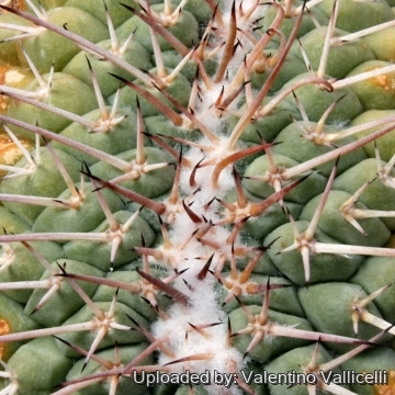 4544 valentino Valentino Vallicelli