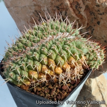 8078 valentino Valentino Vallicelli