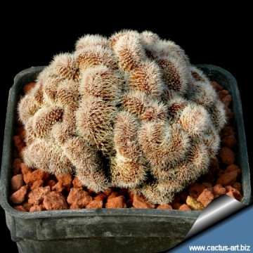 2668 cactus-art Cactus Art